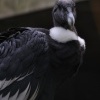 Sup - ZOO Ostrava 9605_W